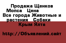 Продажа Щенков Мопса › Цена ­ 18 000 - Все города Животные и растения » Собаки   . Крым,Ялта